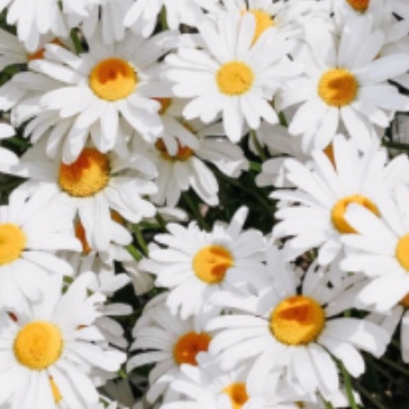 Meet your Posher, Carla - Picture 1 of 1